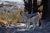 Black Backed Jackal Black Backed Jackal
